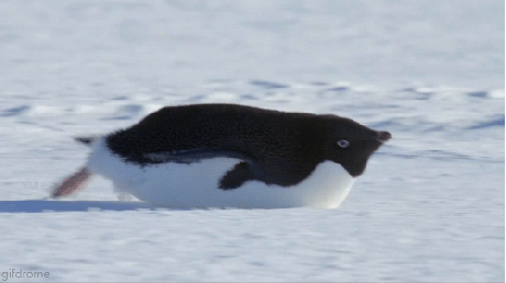 Slide Penguin GIF