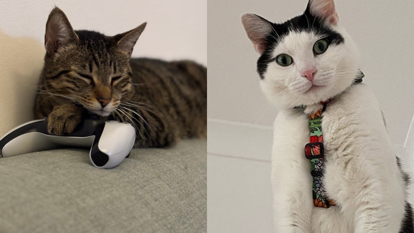 Michał’s cats. Michał’s cats.