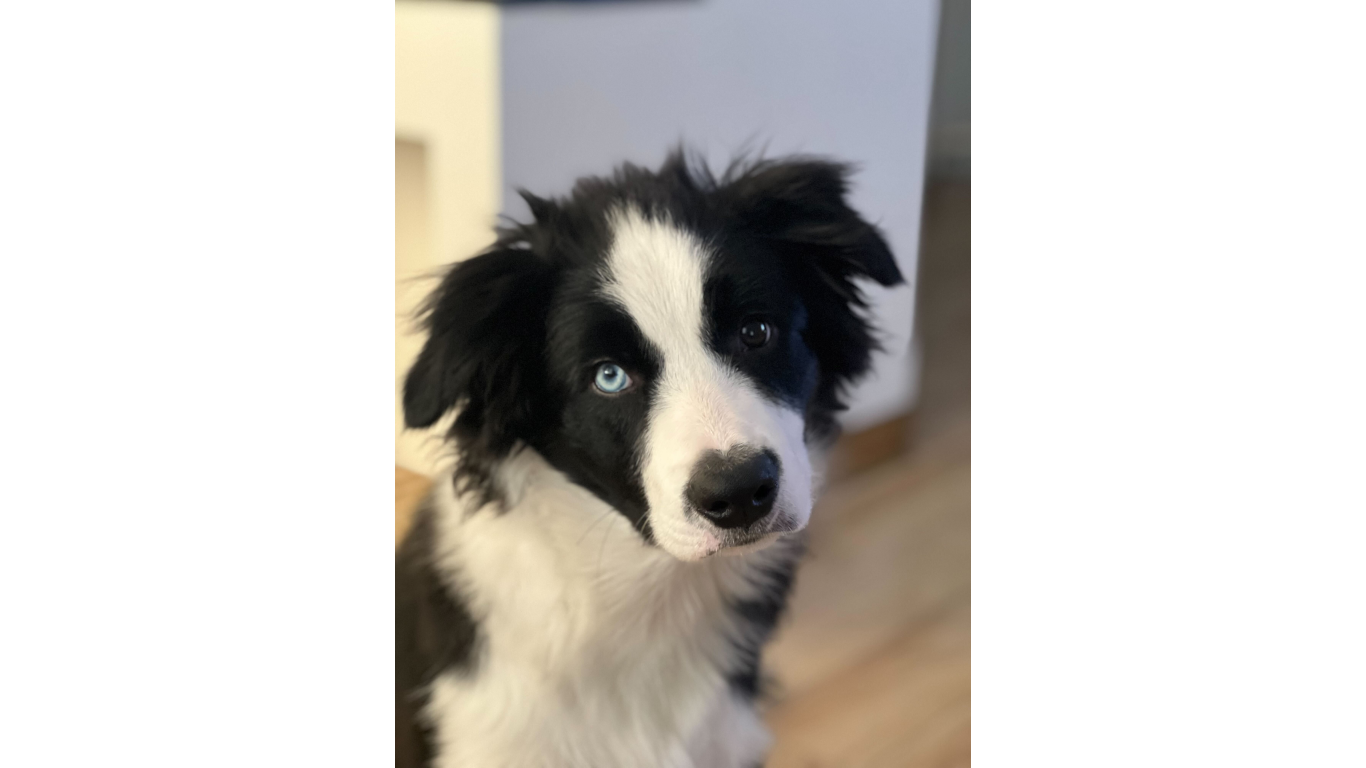 Dog Dog