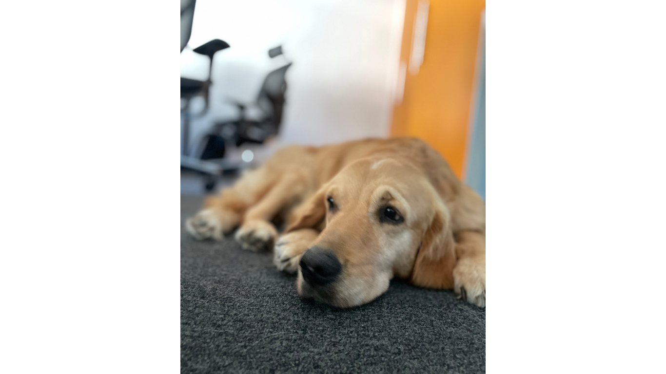 The office dog