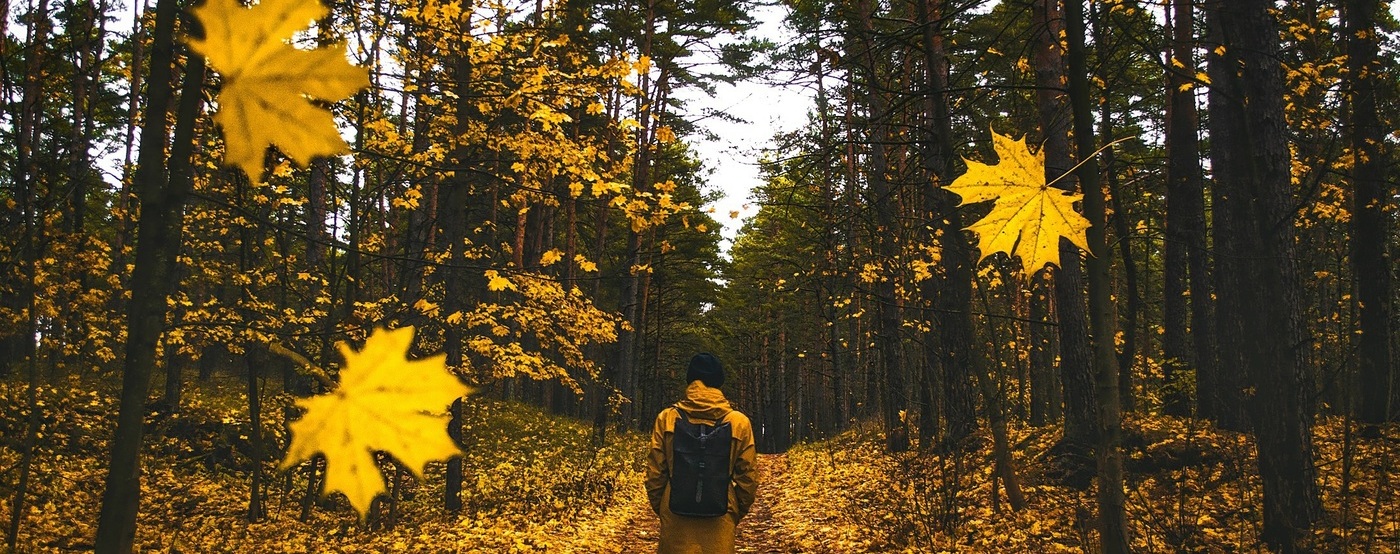 Man walking in a forest, yellow leaves falling.
