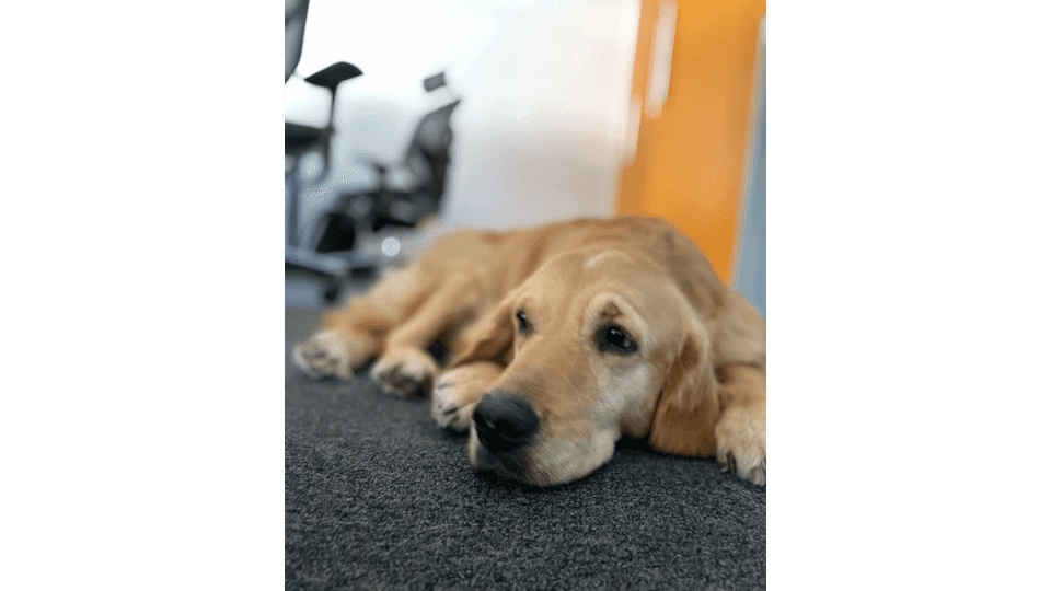 The office dog